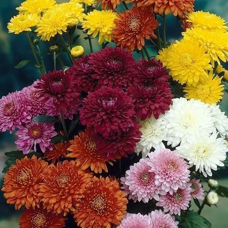 Chrysanthemum Flower Seeds 100pcs Mixed