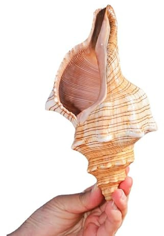 Fecovanti Giant Natural Conch Shell 6-7 inches,Striped Fox Conch Seashell,Large Sea Shell for Vase Filler,Air Plants, Beach Theme Party and Wedding Decor