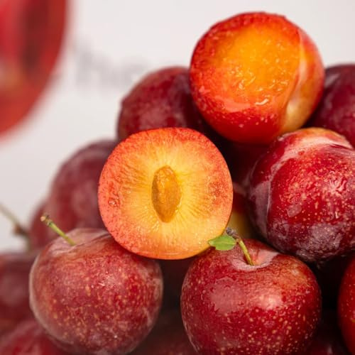 semi di susino - appartamento vecchie varietà resistente balcone 12pcs