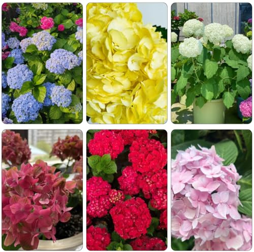 hortensia - trepadoras silvestres semillas de silvestres, siembra de otoño Camas elevadas para el jardín bonsái decoración 100pcs