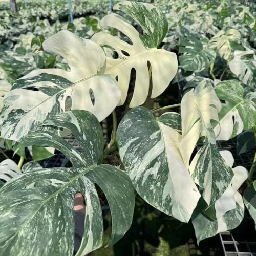semillas de monstera, cortadas decoración de la sala estar interior Decoraciones jardín exteriores trepadoras exterior orgánicas interior 85pcs