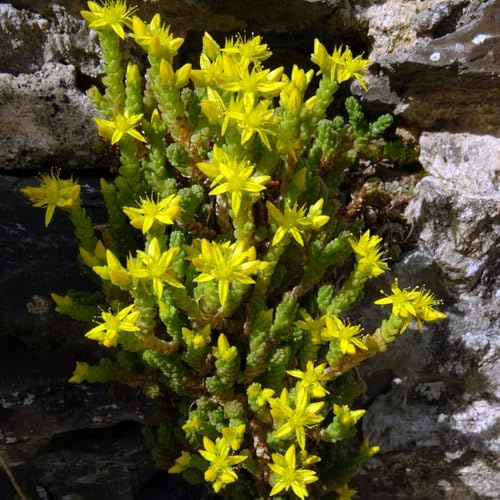 semillas de sedum decoraciones otoñales verdes sostenibles raros el 300pcs