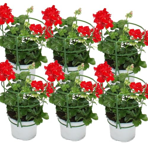 Geranien hängend - Pelargonium peltatum - 12cm Topf - Set mit 6 Pflanzen - hellrot