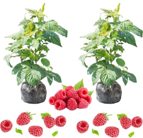 2 Raspberry Plants Live for Planting Outdoor, Raspberry Bushes Live Plant 5-10 Inches Height, Edible Berries Plant, Ever Bearing Raspberry Tree Plant (Red Raspberry)