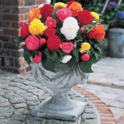 Seeds Tuberous Begonia Nonstop Mocha Mix 15 The pellets: Only Seeds