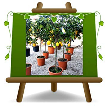 Zitrus Zitrone - Citrus Limon - Obstpflanze auf Blumentopf 28 - Baum max 130 cm - Anbau Italien