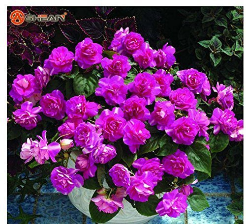 Graines de géranium univalve violet Age Graines de fleurs vivaces Graines de pélargonium peltatum pour l'intérieur de Tantarashop paquet de 100 graines