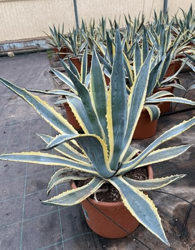 Pianta di AGAVE MARGINATA americana VARIEGATA pianta grassa in VASO 18 CM h 30/40 cm AMDGarden
