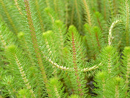 WASSERPFLANZEN WOLFF - Myriophyllum crispata - Feines Tausendblatt - wasserreinigend! - Klärpflanze!