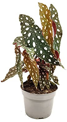 Begonia Maculata Planta de Interior Natural Begonia Wightii Planta con Puntos en las Hojas
