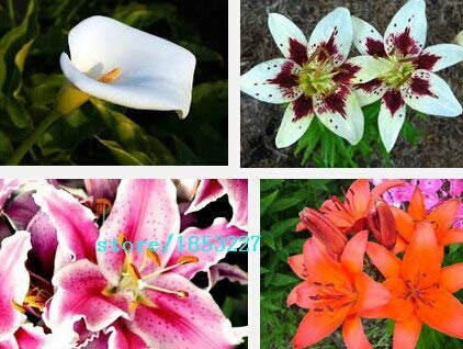 Multicolore: 100Pz Semi di Giglio Hemerocallis Desperado Semi Hemerocallis Fulva Day-Lily Semi di Fiori Copertura del terreno Semi di piante