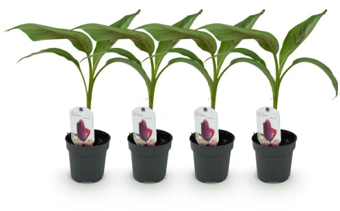 GreenboutiQ - Obstpflanze - Bananenpflanze - Musa sikkemensis Red Tiger - Winterhart - 4 Pflanzen - Topf 12cm Höhe 30cm