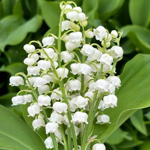 bulbos de lirio de los valles - temprana perenne resistente cubre el suelo exóticas 22pcs