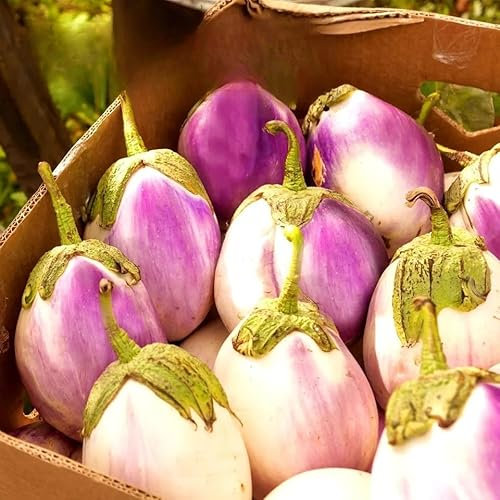 Aubergine 'Rotonda Bianca Sfumata di Rosa' - 200 Seeds + Freebie + Plant tag - Solanum melongena