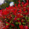 Semillas de la planta Photinia fraseri rojas 30 piezas