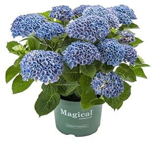 Planta Natural de Hortensia Azul Belleza y Color para tu Hogar