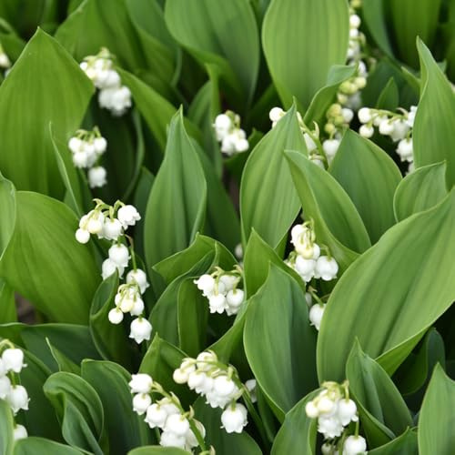 bulbos de lirio de los valles - balcon exterior resistentes invierno exóticas perennes 15pcs