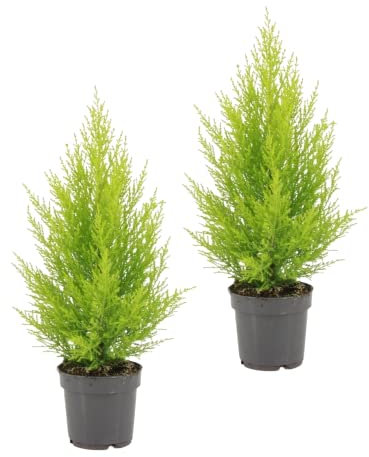 DECOALIVE Ciprés Amarillo - Set 2 Plantas - Cupressus Goldcrest