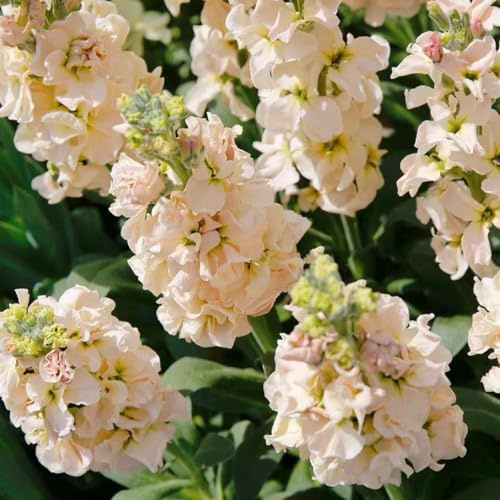 levkojen exotische zimmerpflanzen blumendeko wildblumen balkonblumen bonsai topf wildkräuter usambaraveilchen frühlingsblumen garten hochbeet indoor kräutergarten pflanzendeko 15samen