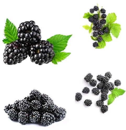 moras - de balcón zarzamora resistentes jardín arbustos de bayas resistentes jardín en Semillas 160semillas
