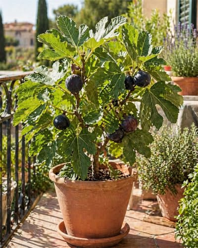 Feigenbaum ‘Noire de Caromb’ 70–100 cm – Winterharte schwarze Feige, Ficus carica, mediterraner Obstbaum, süße Früchte, winterfest, ideal für Garten, Terrasse & Kübel