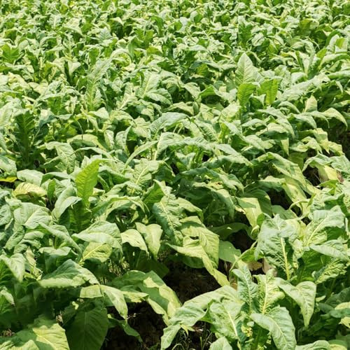 semi di tabacco in aiuole rialzate raro giardino resistenti al freddo selvatici sul 550pcs