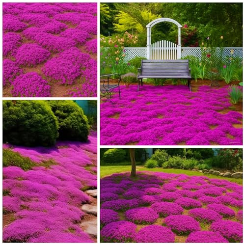 Plus de 22 000 graines de thym rampantes pour planter du thym vivace sans OGM Thymus Serpyllum Graines de fleurs anciennes Couverture du sol Plantes Thym rampant pour pierres de tremplin et extérieur