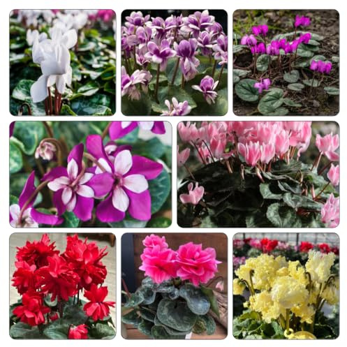 Ciclamino - giardino d'appartamento esotiche balcone copertura 350semi