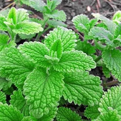 Mint Strawberry Herb - Culinary Plant - Aromatic Kitchen Garden Fresh Herbs for Cooking - Easy to Grow Your Own (8cm Pot, 5-15cm)