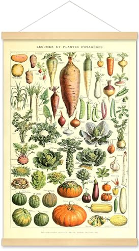 Poster Print Wall Art Vegetable Botanical Plant Identification Illustration | Vintage Kitchen Science Reference Chart, Carrot Pumpkin Potato, Home Wall Decor, Classroom Education, Office, Gift