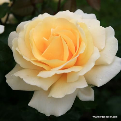 2 x Rosier - Rosa 'Winter Sun' en pot 25-30 cm - Une nouveauté éclatante avec des fleurs abricot délicates