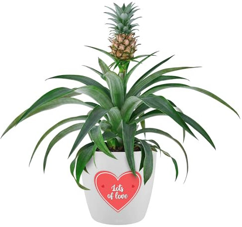 Gorgeous Pineapple Plant with Love Heart Sticker - Ananas Comosus Amigo Live Indoor Plant - Perfect Valentine's, Mother's Day & Anniversary Gifting House Plant in Pot (35-45cm)