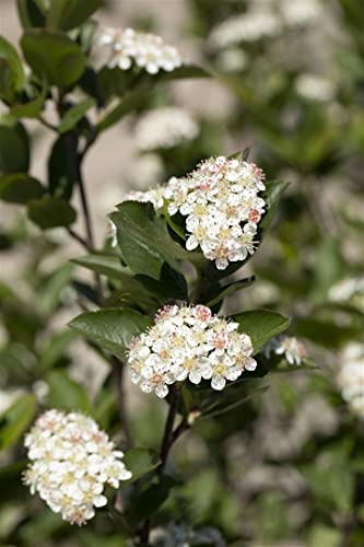 Apfelbeere Aronia melanocarpa Hugin 40-60 cm Heckenpflanze winterhart | Essbare Beeren, sonnig bis halbschattig, schnittvertraeglich, bienenfreundlich, robust, ideal für Naturgarten und Hecke