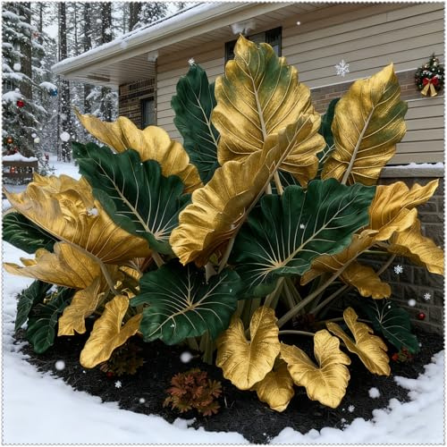 Hosta Mélange de rhizomes vivaces rustiques, plantation professionnelle, caucun arrosage nécessaire, onvient pour le printemps et l'automne-6 Rizoma-B