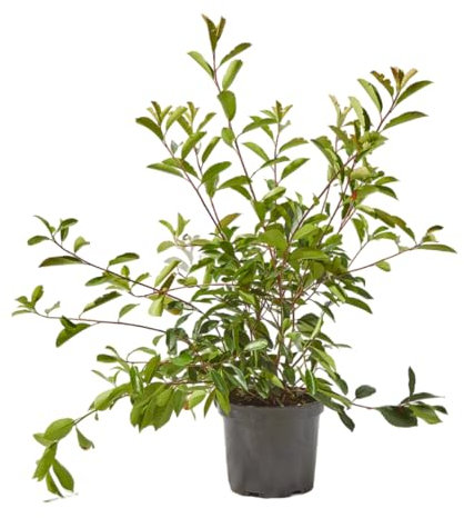 Verdecora Photinia en maceta 10L | Photinia x fraseri Red Robin | Planta de Interior y Exterior | Arbusto natural | Follaje Rojo y Verde Brillante | Ideal para Decoración y Setos