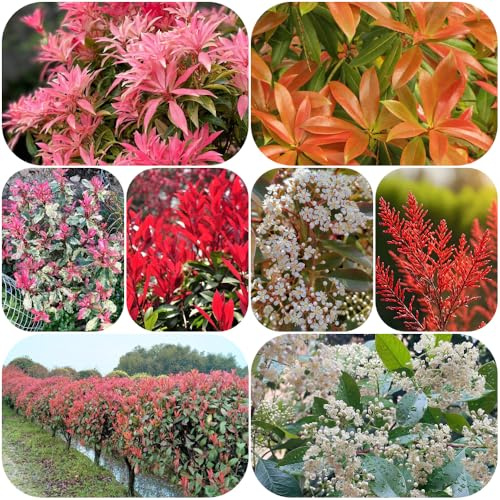 Semi di Photinia Red Robin resistenti giardino di per i luoghi soleggiati selvatiche, giardino semi resistenti per 250pcs