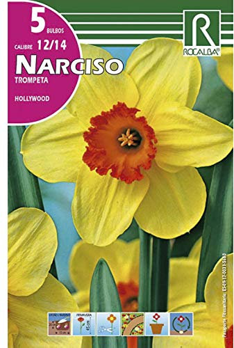 BULBO DE OTOÑO NARCISO TROMPETA HOLLYWOOD AMARILLO - 5 UD