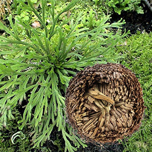 Portal Cool 5: Rose n Jericho Wahrer Lebend Auferstehungs (Unechte Rose n Jericho)