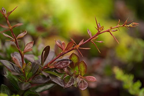 Berberis x media 'Red Jewel' 30–40 cm – Immergrün, Winterhart, Pflegeleicht – Berberitze – Heckenpflanze für Garten & Sichtschutz