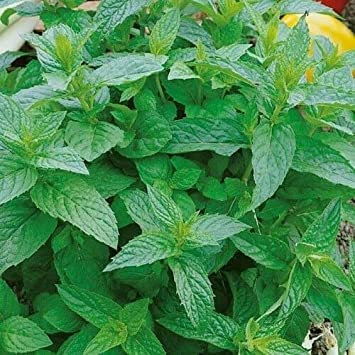 70 Semi di Menta Piperita : Grani