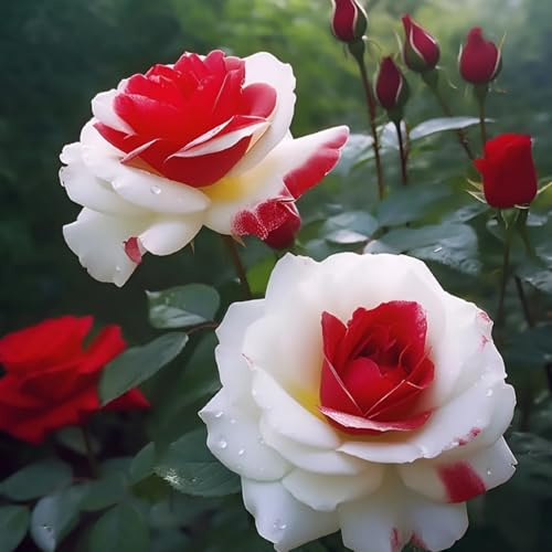 Hybride Rosen Winterharte (strauchrose) - Duftende Strauchrosen mit Doppelfärbung - Garten und Balkon-2Rhizome-D