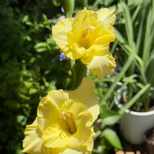 gladiolen garten dekopflanzen hochbeet balkon kräutergarten pflanzenkübel blumenwiese deko büro büropflanzen bonsai steingartenpflanzen blumendeko zimmerpflanzen hochbeett winterharte 12zwiebeln