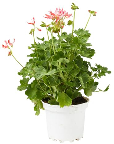 Verdecora Geranio Exótico en Maceta 3 L | Pelargonium spp. | Planta Natural de Exterior con Flor | Geranio de Hojas Decorativas y Floración Abundante | Ideal para Balcón, Terraza y jardín