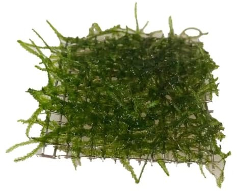 Aqua Essentials Taxiphyllum barbieri (java moss) Scapers Pad