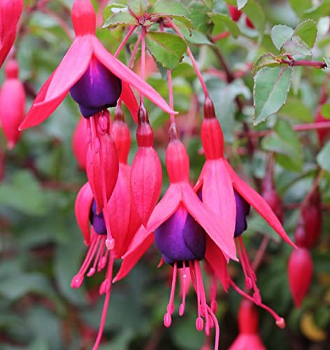 Fuchsie M. Popple - Fuchsia magellanica - lebende Gartenpflanze aus den Baumschulen
