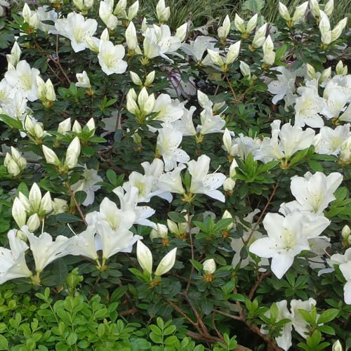 Rhododendron 'Crane' - Compact Dwarf Hybrid with White Bell-Shaped Flowers and Glossy Foliage, Ideal for Small Borders & Patio Containers, 1X 3 Litre Pot by Thompson and Morgan