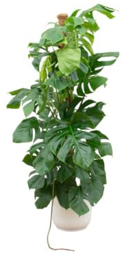 Monstera Pertusum XL einschließlich Vibes Fold Round weiß - 140-150cm - Ø30cm - Zimmerpflanze - Komplett-Set - Pflanze mit Topf