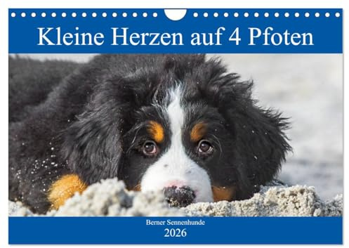 Kleine Herzen auf 4 Pfoten - Berner Sennenhunde (Wandkalender 2026 DIN A4 quer), CALVENDO Monatskalender: Entzückende Berner Sennenhunde-Welpen begleiten uns durch das Jahr (CALVENDO Tiere)