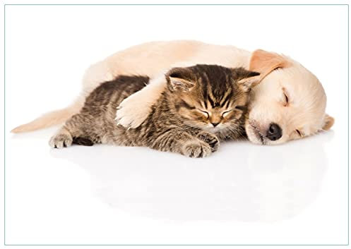 Wallario Glasbild Katze und Hund in Harmonie - Kuschelnde Tiere - 70 x 100 cm Wandbilder Glas in Premium-Qualität: Brillante Farben, freischwebende Optik