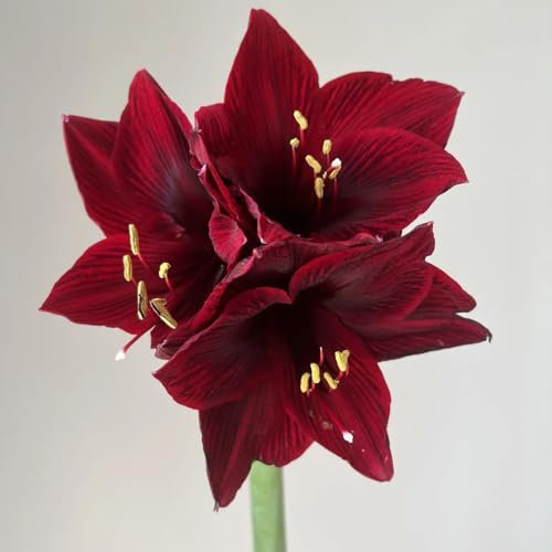 amaryllis zwiebeln kaufen - hippeastrum - deko wohnzimmer, blumen winterhart blumenzwiebeln frühblüher blumenzwiebel, balkonpflanzen frische blumen, gartendeko für draußen blumen 1pcs